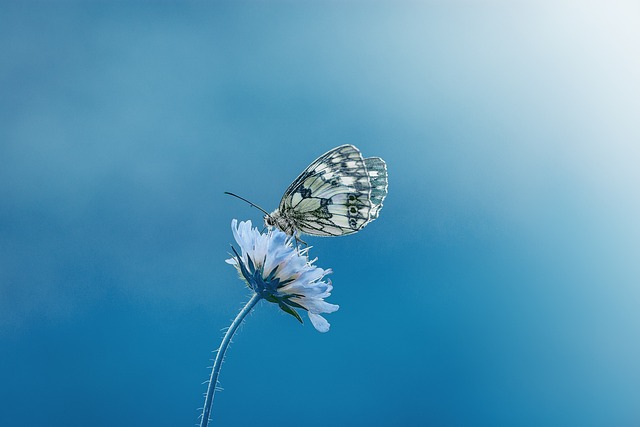 Vlindereffect_